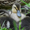 Mallard Ducklings