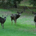 California Mule Deer