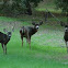 California Mule Deer