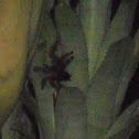 tarantula