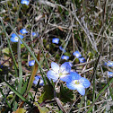Grote ereprijs (Veronica persica)