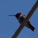 Black-chinned Hummingbird
