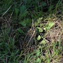 Leopard frog