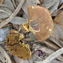 Mushroom