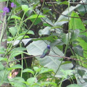 Crowned Woodnymph