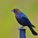 Brown Headed Cowbird