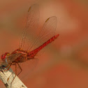 Ruddy Marsh Skimmer