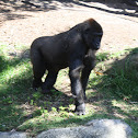 Gorilla