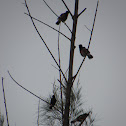 Common Myna