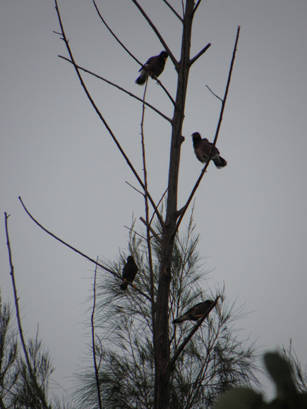 Spotting Image 1