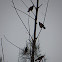 Common Myna