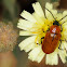Daffodil leaf beetle