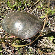 Summer Bio Blitz