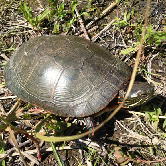 Spotting Image 1
