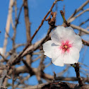 Almond tree blossom