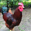 Rhode island red rooster