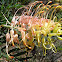 Grevillea Pink Surprise