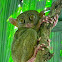 Tarsier