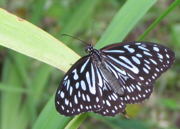 Spotting Image 1
