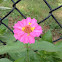 Zinnia