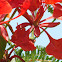 Krishnachura