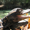 American Alligator
