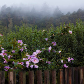  Behind a fence by Ruda Stančík - Nature Up Close Gardens & Produce ( fence, fog, flowers )
