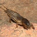 Mole Cricket