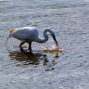 Great White Egret