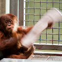 Little orangutan