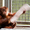 Little orangutan