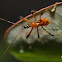 Assassin Bug
