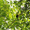 Arrendajo común - Yellow rumped cacique