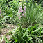 foxglove