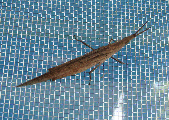 Spotting Image 1