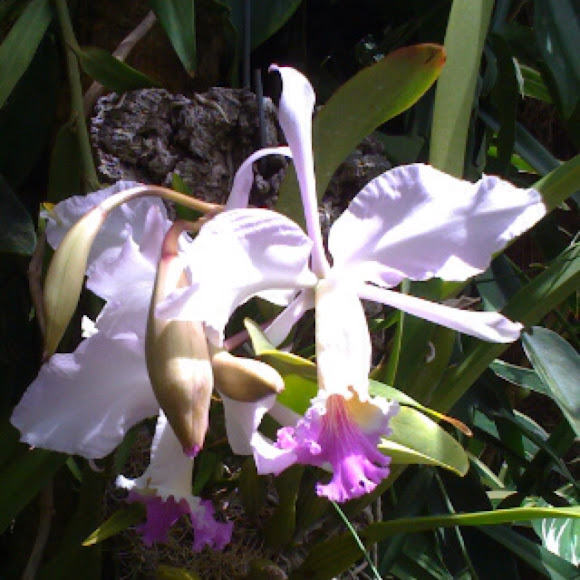 Spotting Image 1