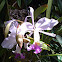 Cattleya