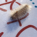 Edward's Wasp Moth