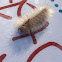 Edward's Wasp Moth
