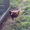 Common Pheasant