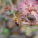 Honey Bee