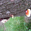 shelf mushroom