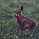 European Hare - Zajíc polní