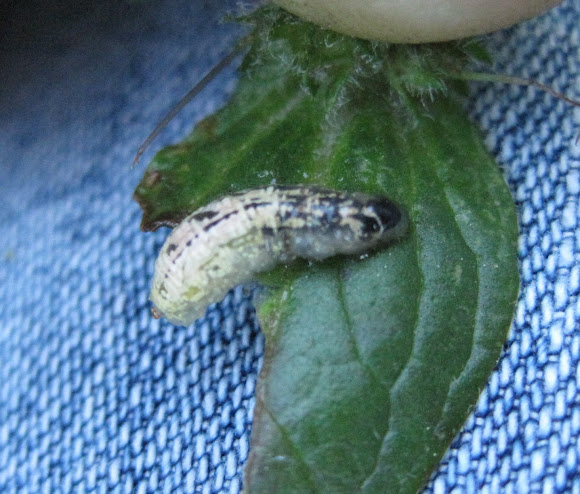Spotting Image 1