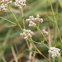 yarrow