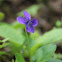 Sweet Violet