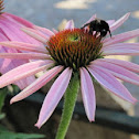 Bumblebee