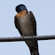 Pacific Swallow