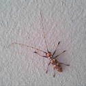 Long-horned beetle