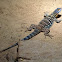 Baja Blue Rock Lizard